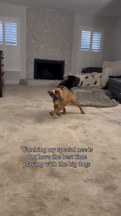 Special needs dog have the best time playing with big dogs.