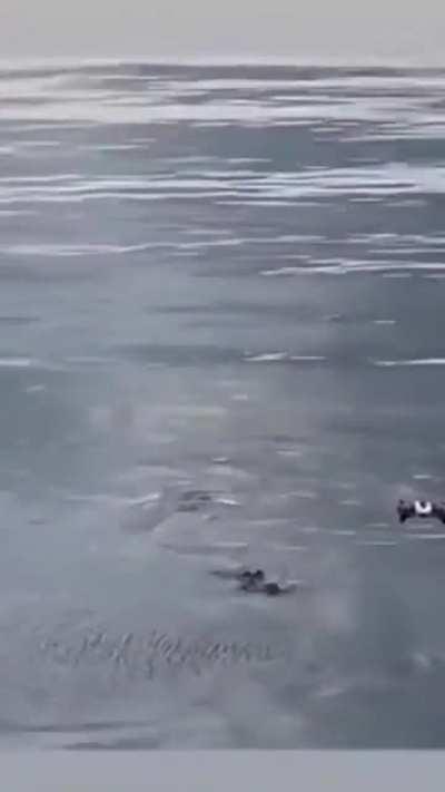 🔥 Drone wanted to capture nature, but nature captured the Drone.