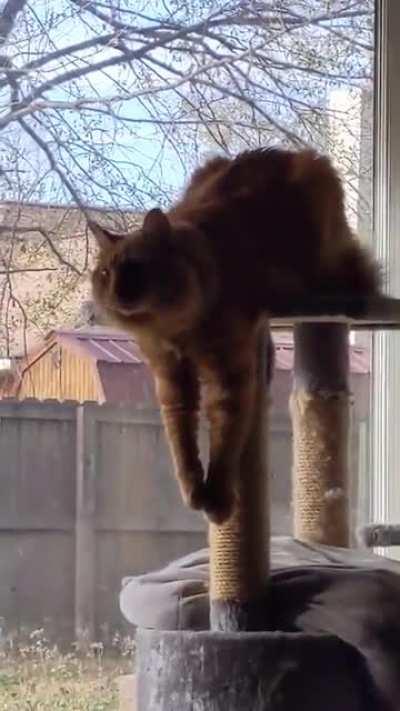 My Precious Idiot Son, Just Vibing