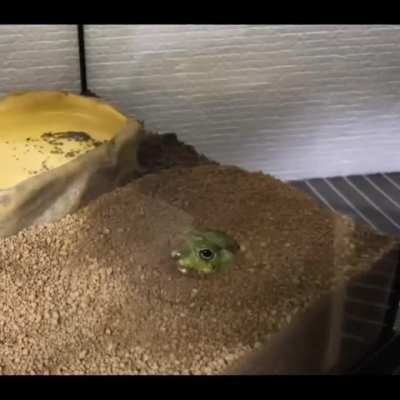 Shifting Sand Wunkus