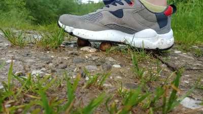 Most snails in one video (4) 2021