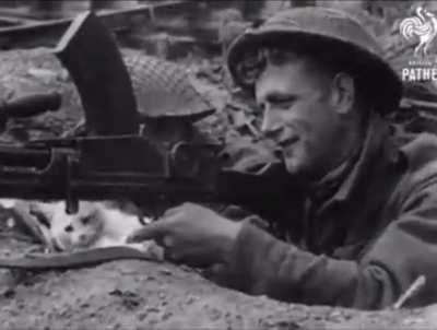 Fun fact: German forces often deployed trained cats to distract Allied soldiers from battle during the Second World War.