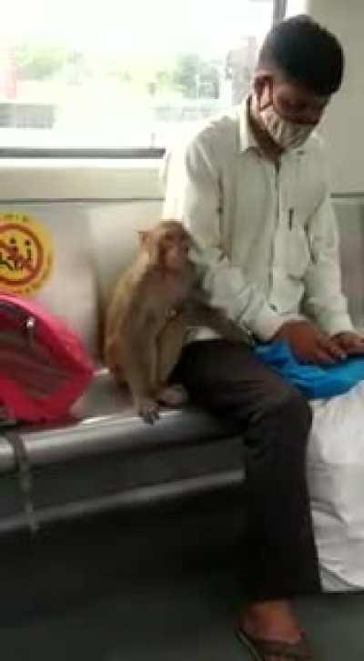 Monke in metro.