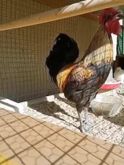 Rooster X in BootLoop