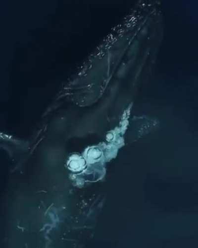 Humpback whale ...the scene is pure magic