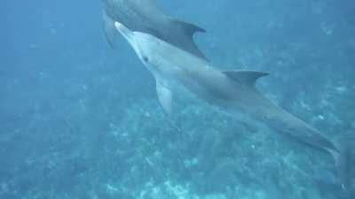 Never rush a safety stop... you might miss the best part of the dive ... (all the other divers were at the boat... just the dive master and I were left to see this)