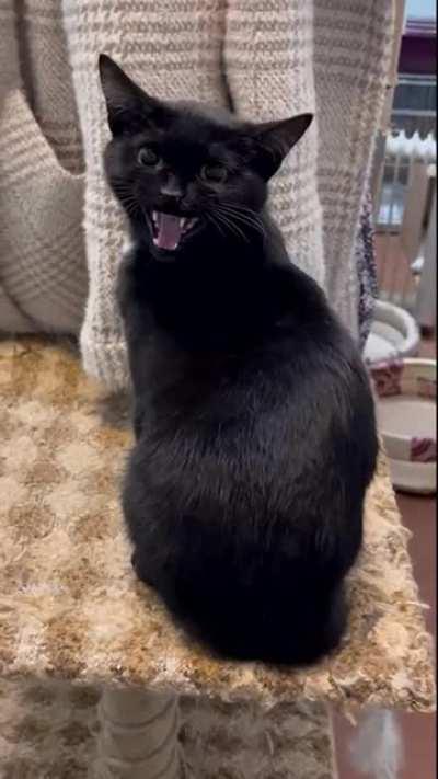 Opera grade squeaking