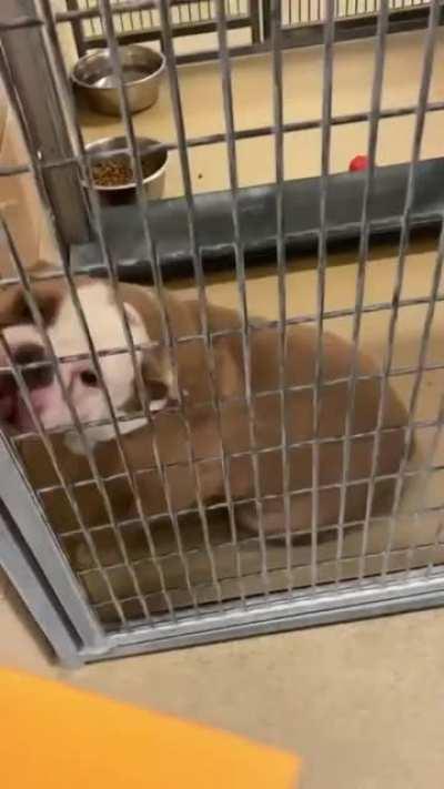 Dog is excited for getting adopted