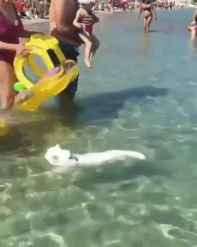 Great white swimming up close with the beach goers.
