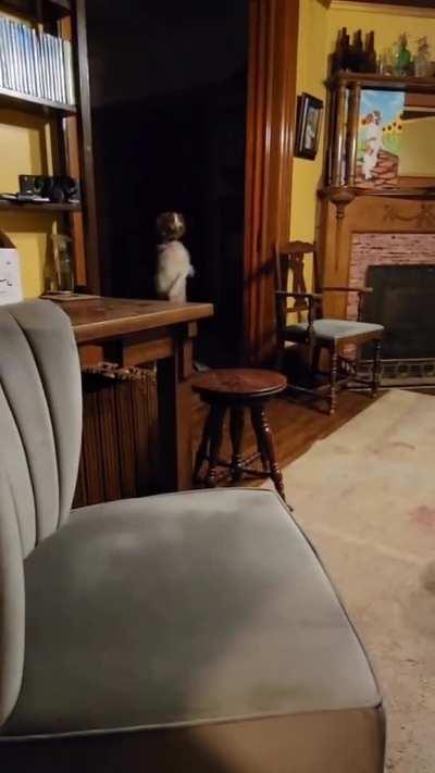 Dog walking around your house at night