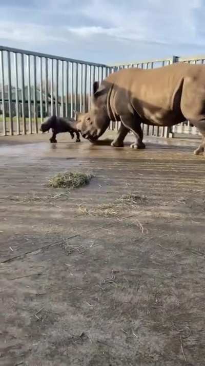 Baby Rhino with Abundance Energy.