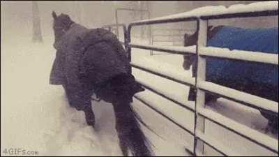 Letting the horses out for a walk and....nope!