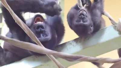 A couple of Gorilla brothers, tickling eachother and laughing