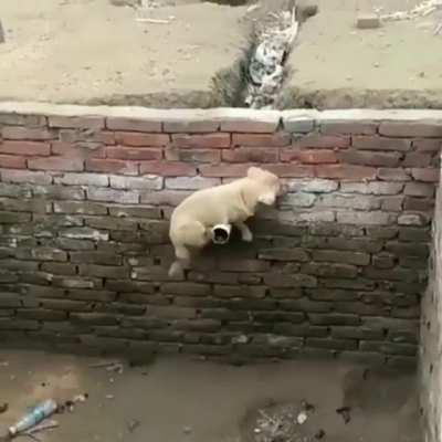 Parkour dog [other]