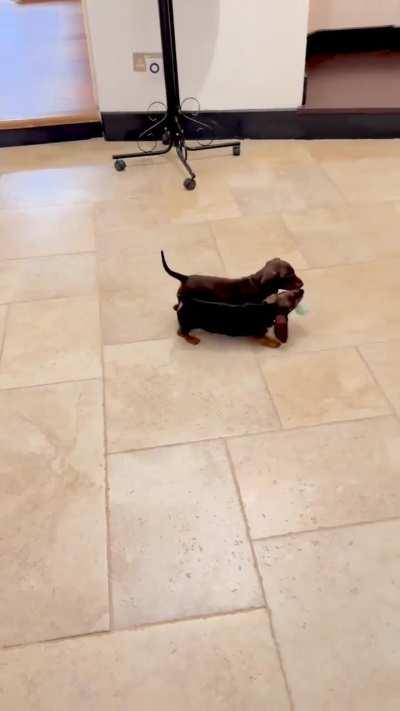 Picking up these little girls in a few hours 😍 I’m so excited I don’t know what to do with myself!