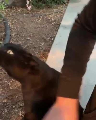 Drugs aren't just for hoomans.