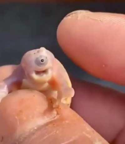 Single eyed baby turtle