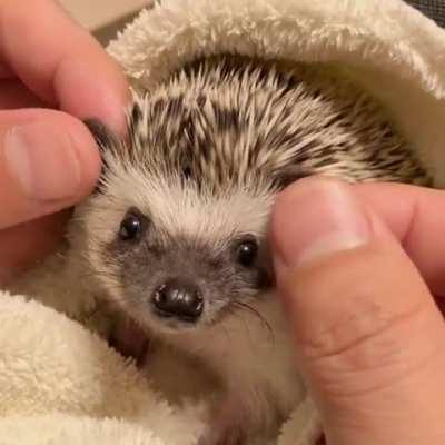 To make the morning good and the day happy, sometimes three words are enough: My favorite thorn.