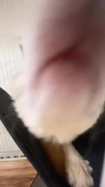 Yay POV: You smell interesting to foxxo