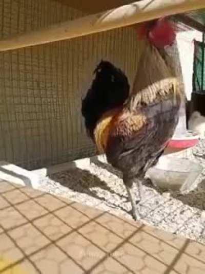 Vendo galo que canta galopeira