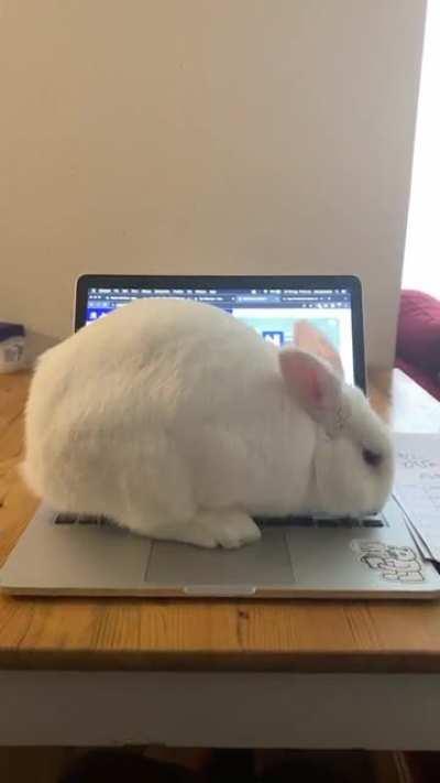 how tf am I supposed to get anything done