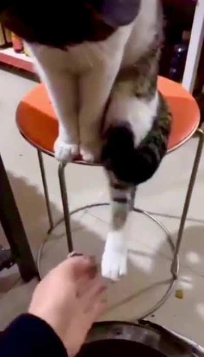 Catculating The Perfect Distance