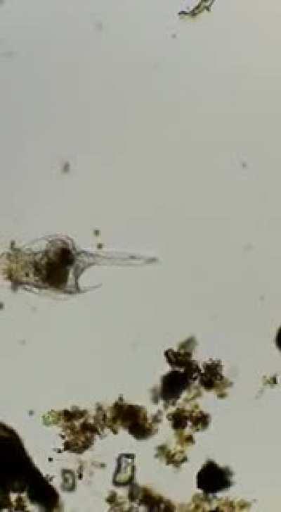 Какая-то рогатая коловратка. Опознайте покемона.