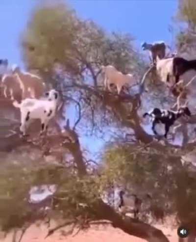 Goats when they see an Albanian man approaching them.