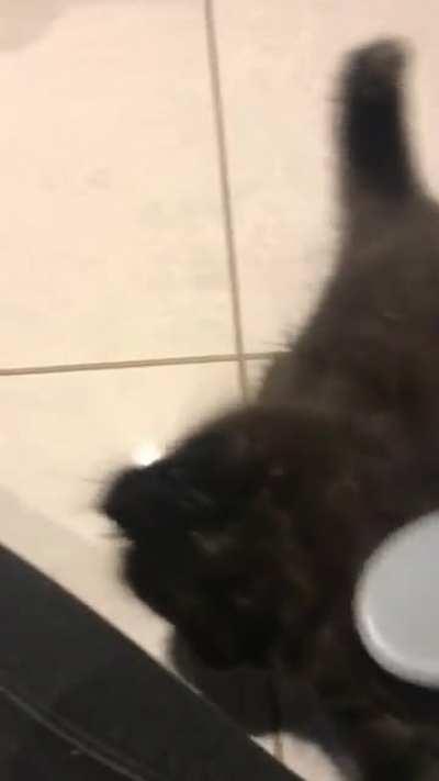 baby pumpkin whenever i brush her