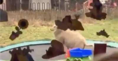 Sheep discovers a trampoline and it’s the sweetest, purest thing ever.