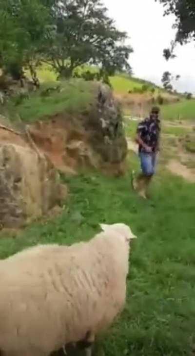Man jumping over sheep