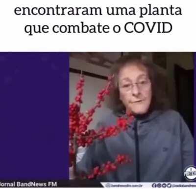 A planta que comprovadamente combate o Covid19