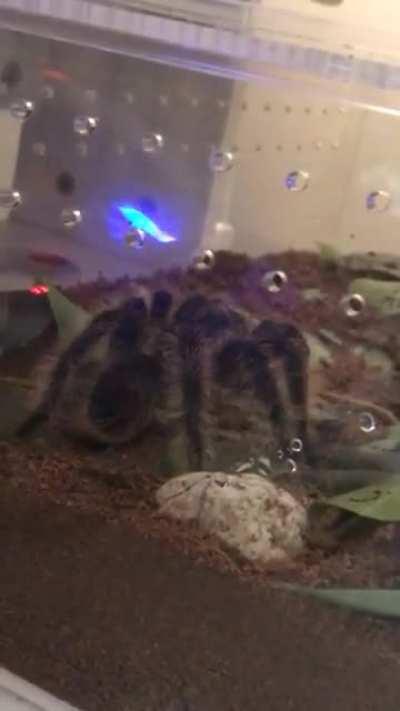MY TARANTULA DID THEIR FIRST HAPPY DANCE WITH ME! IM A PROUD MOTHER