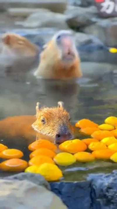 oh to be a capybara taking a hot bath with oranges during the winter