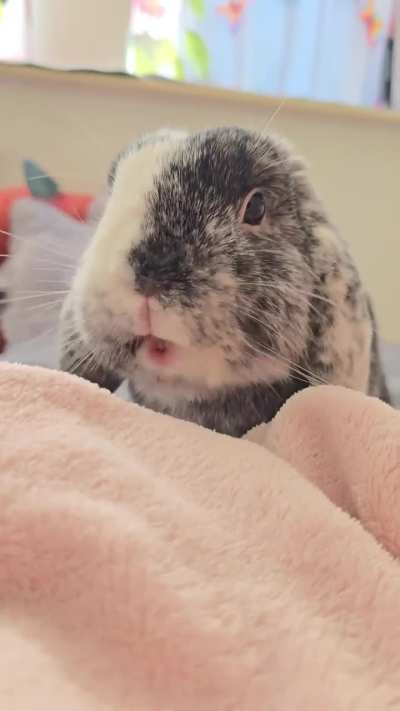 Dandelion omnomnom