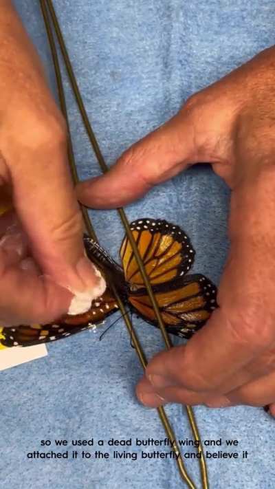 Damn, this butterfly got better healthcare than me.
