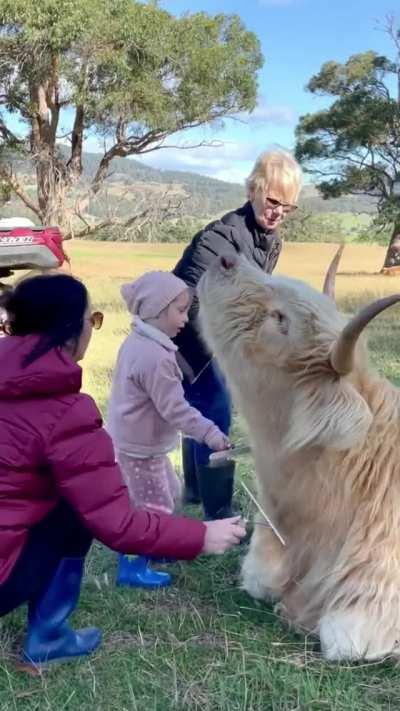 Multigenerational cow brushing