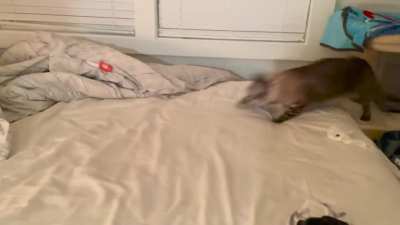 Catculation fail. My cat is not gonna survive in the wild