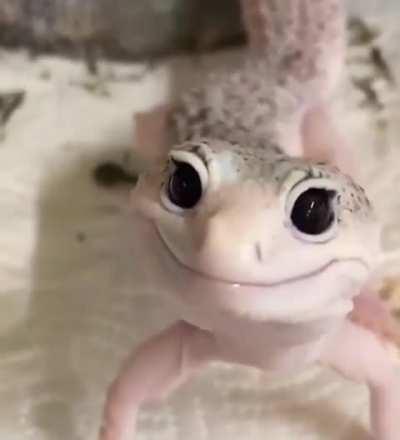 Awww the cutest lizard I've ever seen!
