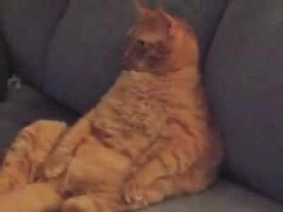 Just a fat ass cat watching tv 😎