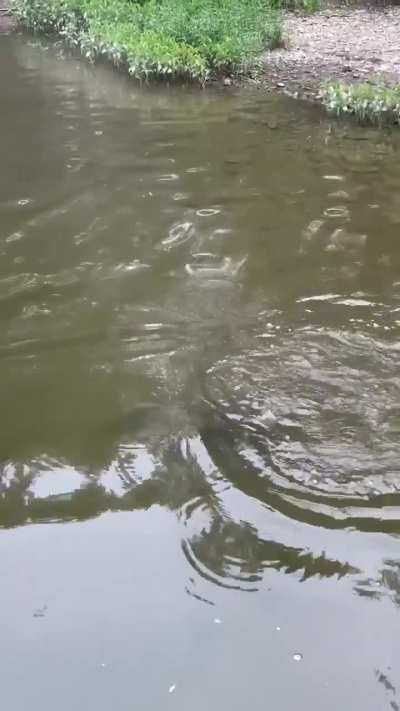 A female common merganser continues to swim while a common snapping turtle is biting it from below