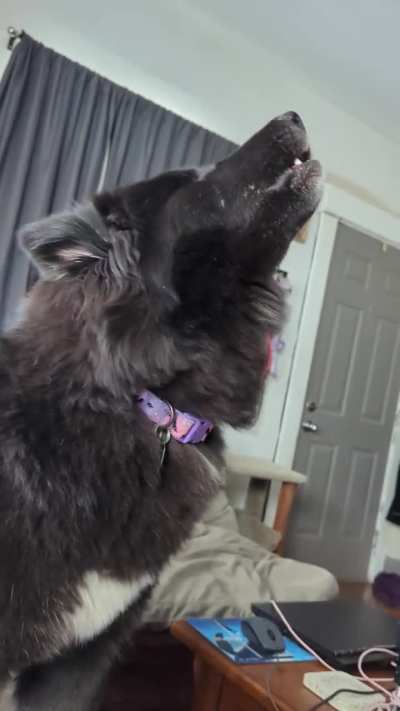 Teaching my husky puppy to howl