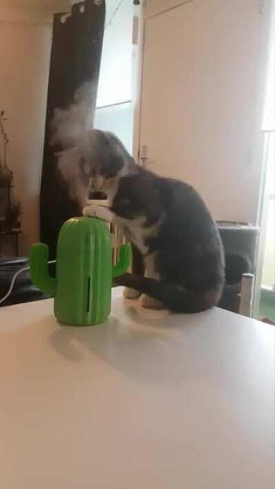 First encounter with the humidifier