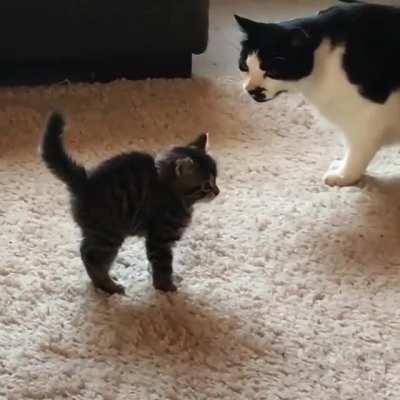 Foster kitten meets the big cats