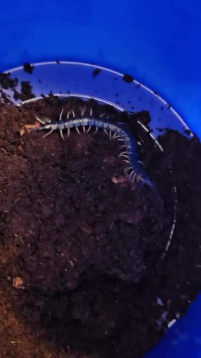 Hydra, the Centipede
