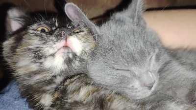 My hubby gave in and said I can keep the kittens! Here are their happy purrs.