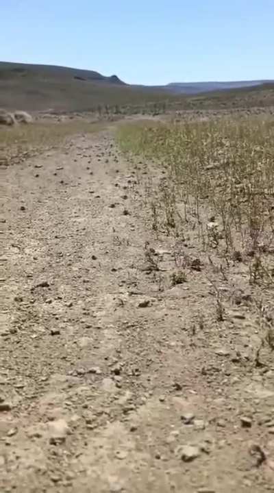 Alerta máxima en Chubut, Río Negro y Santa Cruz por la llegada de las tucura sapo