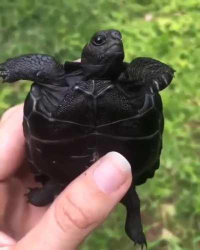 🔥 Galapagos Turtle Hatchling