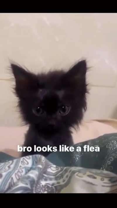 Isn't this so adorable?