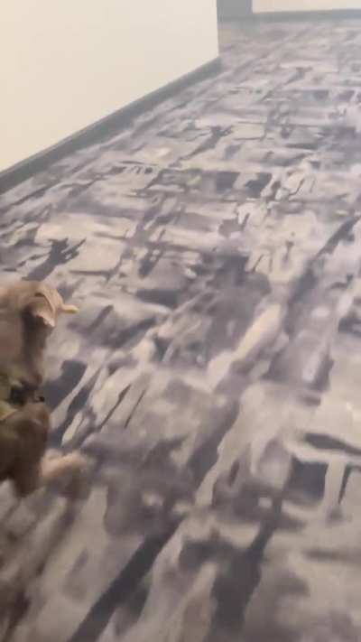 The way she carries her bone back at the end of our walk